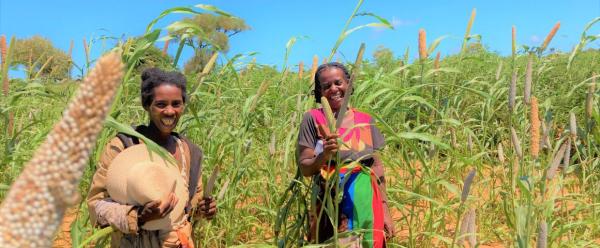 Des productrices relais dans une parcelle de sélection participative d’une nouvelle variété-population de mil dans la commune de Ambanisarika, Androy 2022 © K. Vom Brocke, Cirad